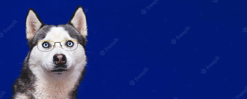 Premium . A funny husky breed dog in stylish glasses, a blue studio background banner with copy space, HD wallpaper