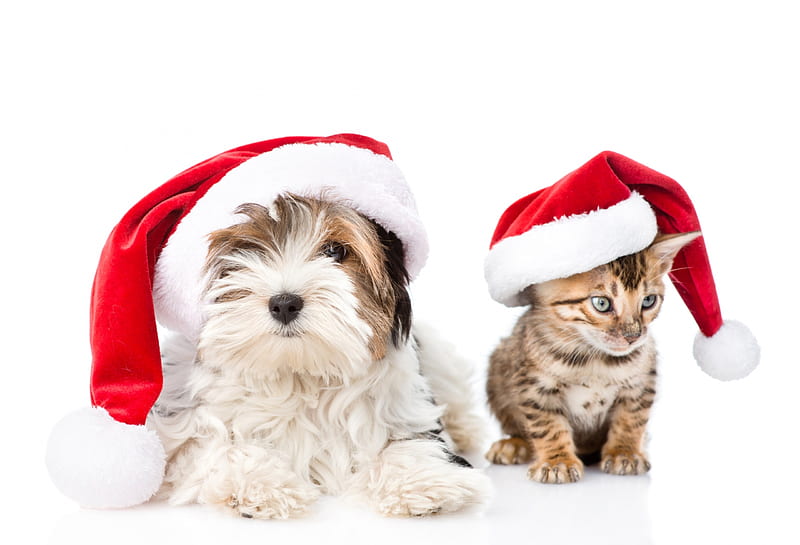 Waiting for Santa, red, craciun, christmas, caine, cat, animal, hat ...
