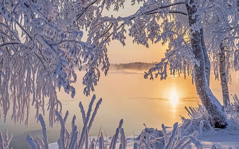 Morning frost, sunrise, branches, winter, lake, cold, frost, bonito, tree, snow, ice, morning, HD wallpaper
