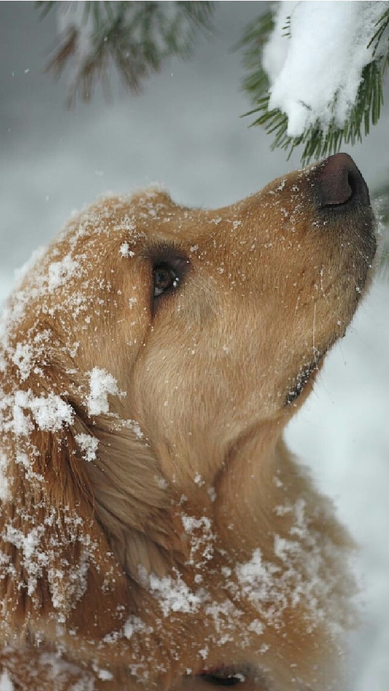 Dog Smelling the Snow , animal, brown dog, pet, HD phone wallpaper