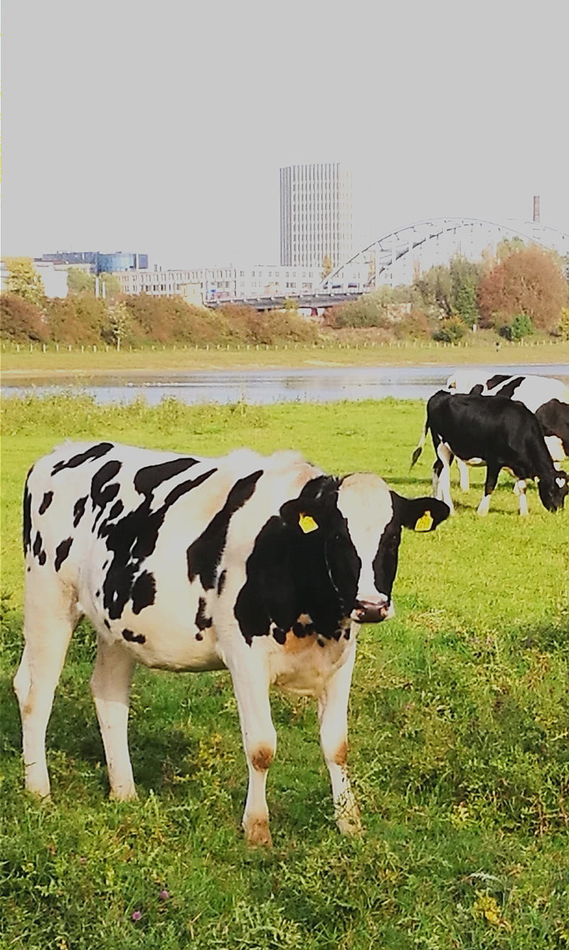 Dutch cow, animal, landscape, nature, HD phone wallpaper