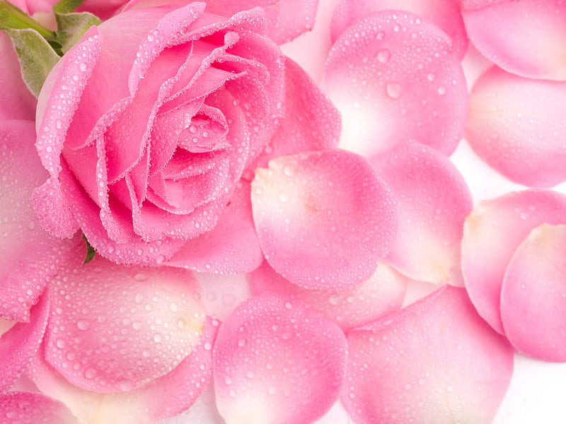 Pink Rose Petals, HD wallpaper