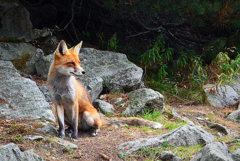 fox standing on brown soil with rocks, HD wallpaper