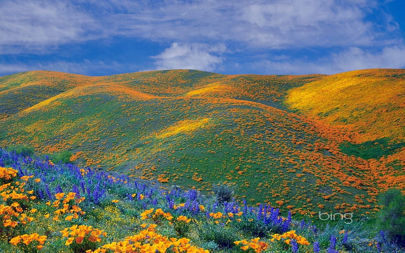 Antelope Valley, California, hills, flowers, colors, clouds, sky, landscape, HD wallpaper
