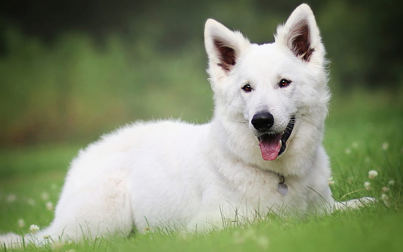 Swiss Shepherd Dog, white big dog, pets, dog on green grass, field, HD ...