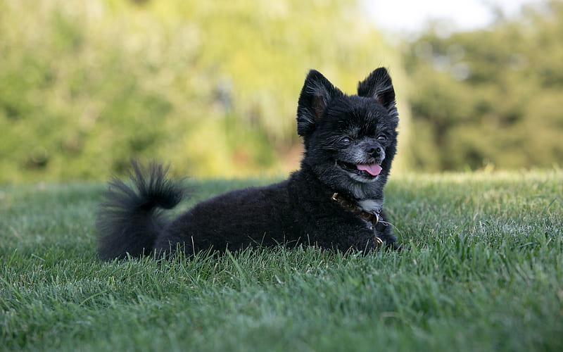 Schipperke, black dog, green grass, pets, Belgian breed of dog, HD wallpaper