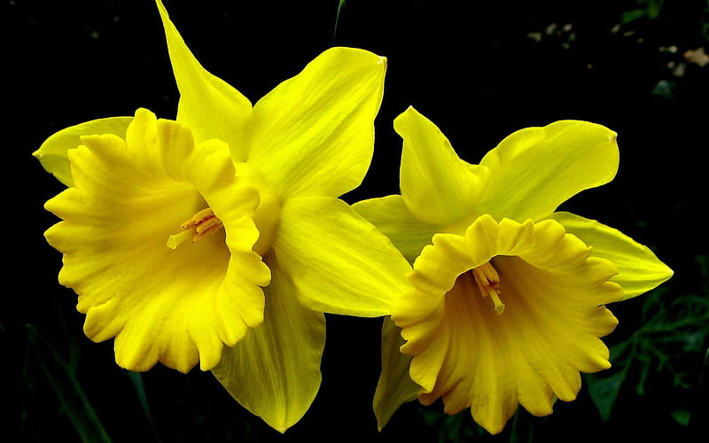 daffodil yellow-Flowers, HD wallpaper