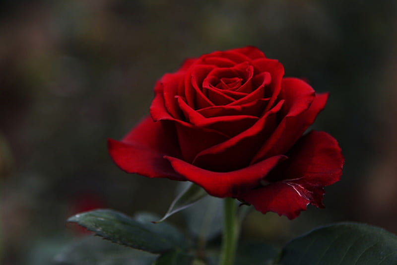 Red Rose, passion, red, flowers, rosse, HD wallpaper