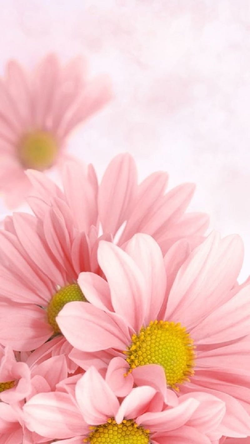 Daisies, flowers, pink, HD phone wallpaper
