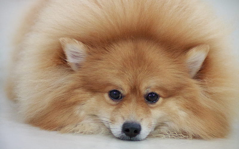 Spitz fluffy dog, cute animals, pets, dogs, Pomeranian, Pomeranian Spitz, HD wallpaper
