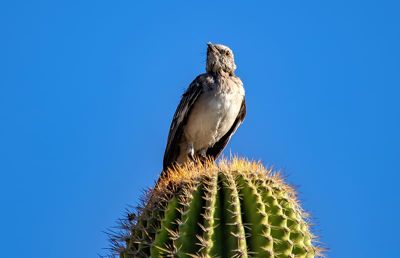 bahama mockingbird, bird, cactus, needles, sky, HD wallpaper