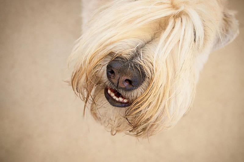 Dogs snout, pet, snout, close up, sniffing, dog, HD wallpaper