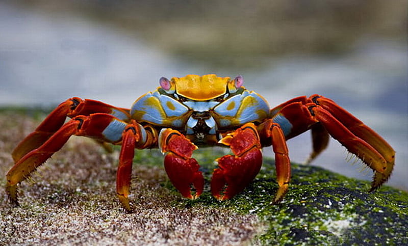 002, crabs, colors, crab, ocean, HD wallpaper