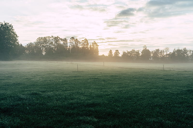 field, fog, grass, trees, dawn, sunrise, HD wallpaper