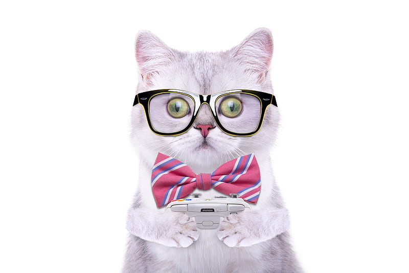 Too busy, glasses, game, bow, cat, animal, cute, phone, funny, face, pink, pisica, HD wallpaper