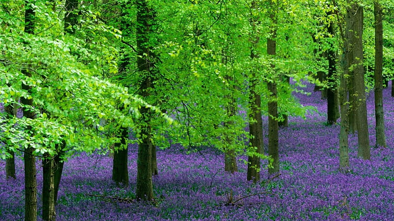 violet carpet in the forest, forest, flowers, violet, green, HD wallpaper