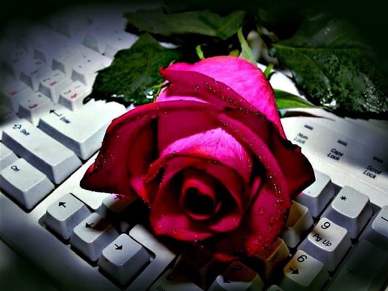 COMPUTER ROSE, red, lovely, computers, beautiful flowers, large flower, roses, red rose, flowers, nature, keyboard, HD wallpaper