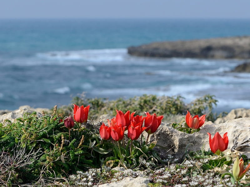 Springtime at Coast, rocks, plants, blossoms, tulips, sea, HD wallpaper