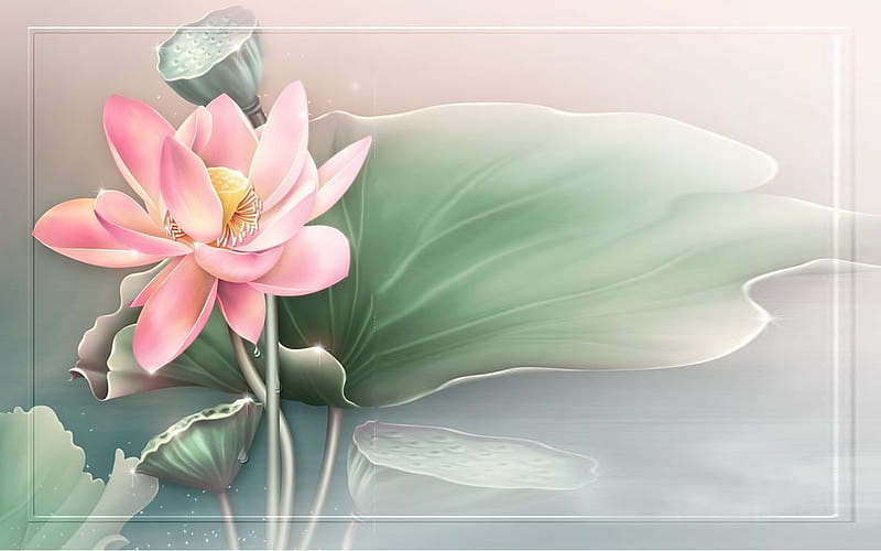 Water Lilly Text Paper, flower, text, Water Lilly, pink, HD wallpaper