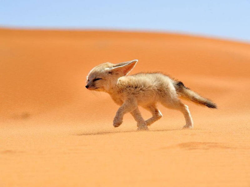 Desert fox puppy, desert fox, sweet, cute, wilderness, predatory animals, fox, perdarors, wild, cub, wildlife, nature, wild animals, animals, puppy, HD wallpaper