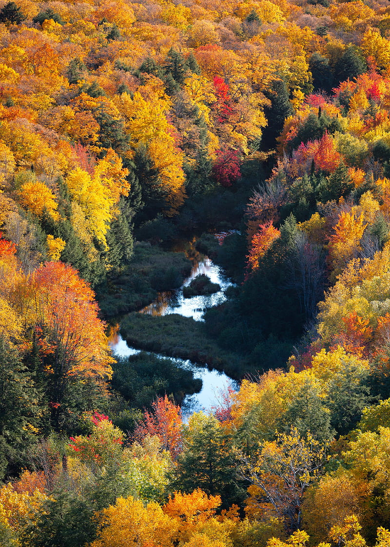 forest, river, aerial view, autumn, trees, colorful, HD phone wallpaper