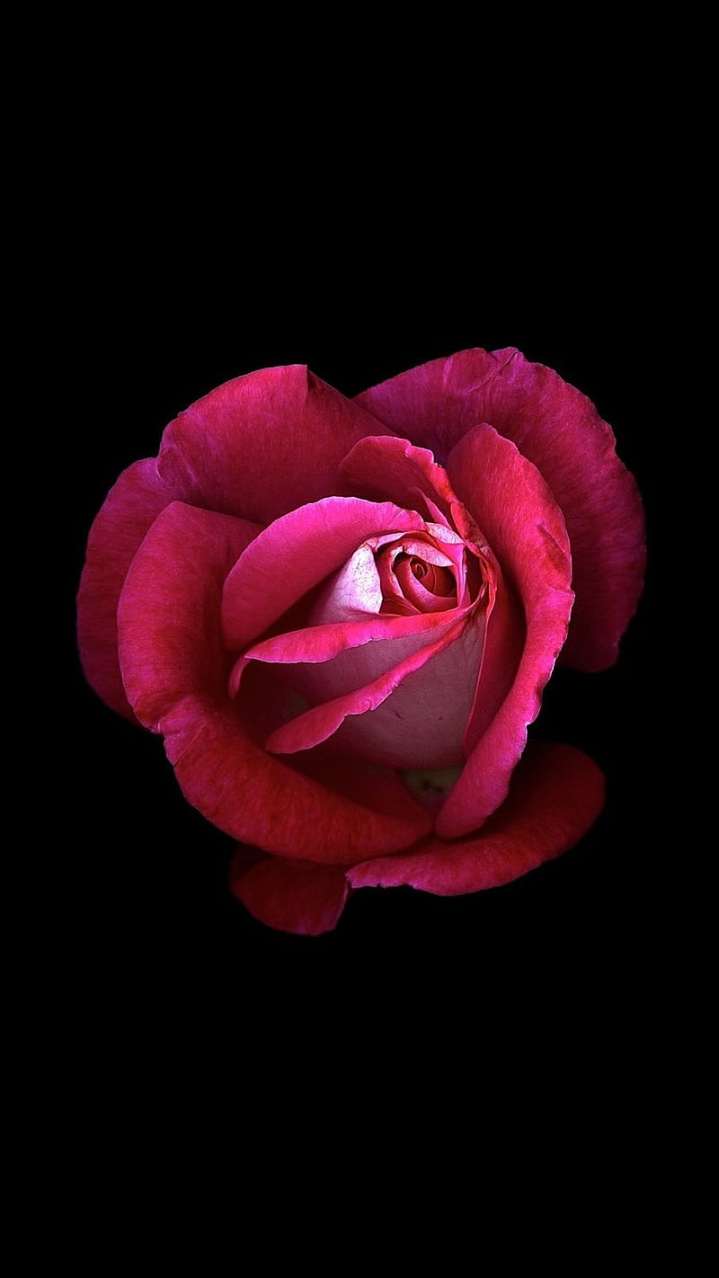 Red Rose , dark, black, oled, flowers, HD phone wallpaper