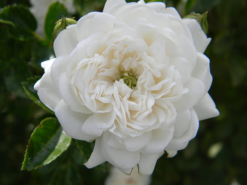 White Rose, triplerubik, pretty, rose, flower, flowers, color, nature, white, HD wallpaper