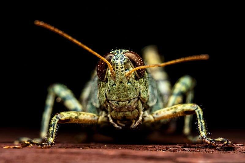 Animal, Grasshopper, Insect, Macro, Wildlife, HD wallpaper