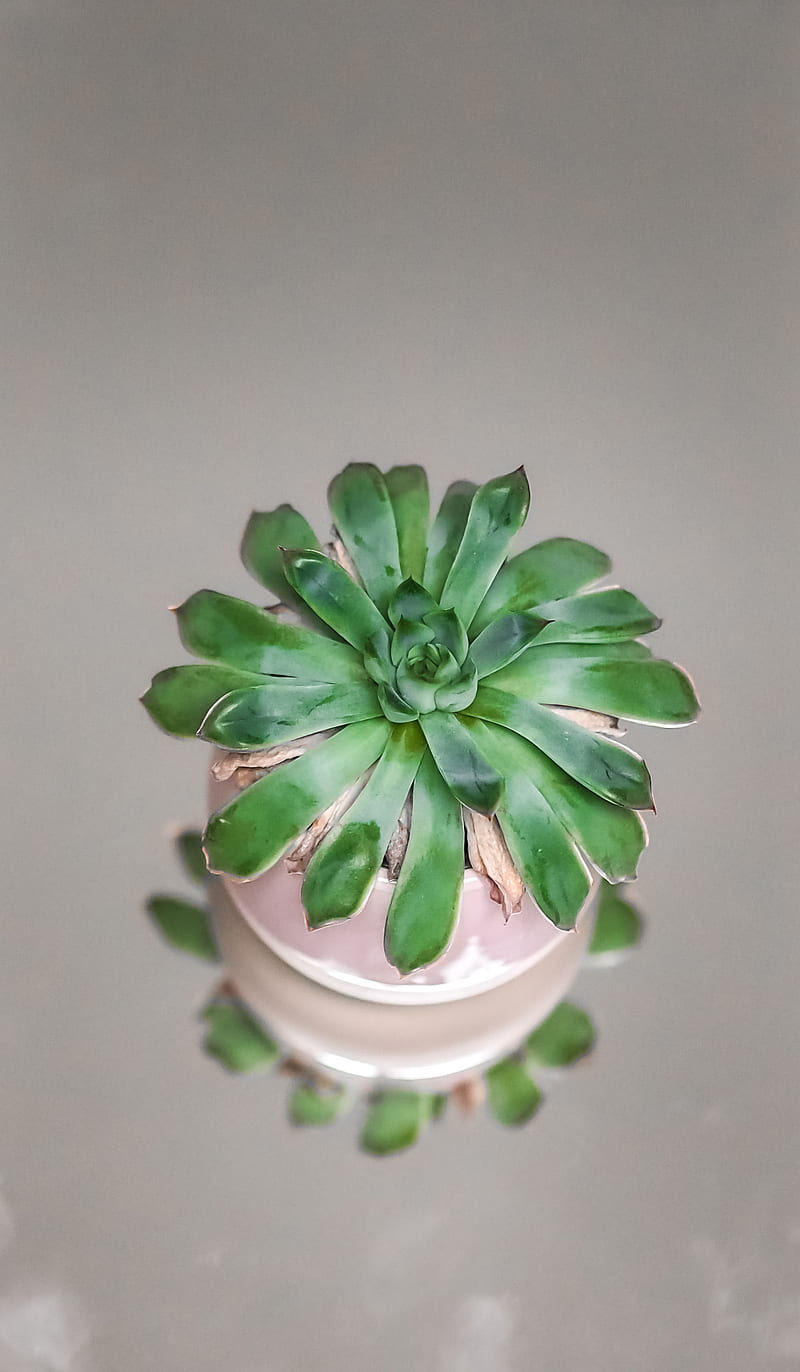 green succulent plant in white ceramic pot, HD phone wallpaper