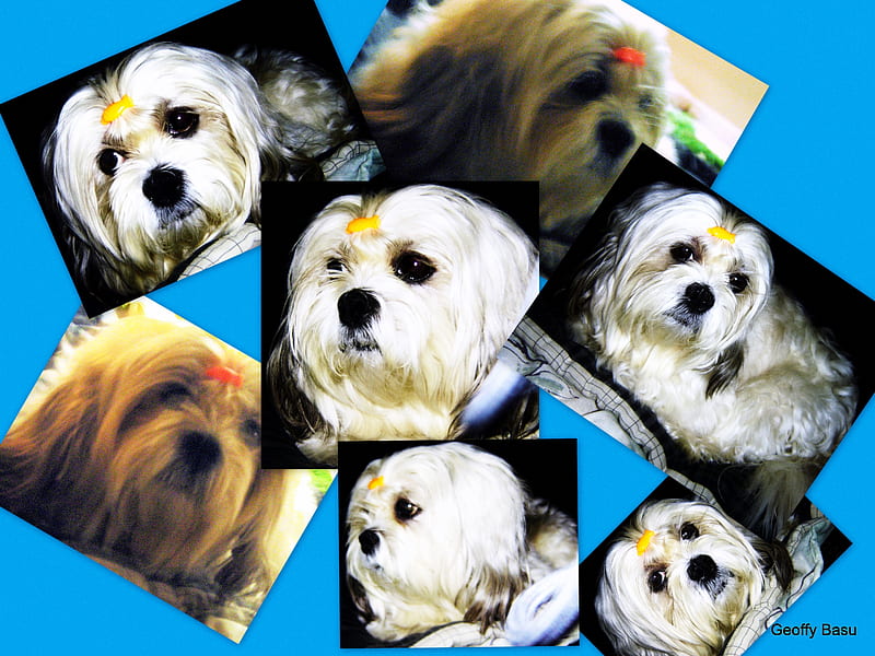 Geoffy's life under flash, cute, pet, lhasa apso, cool , funny, dog, animal, HD wallpaper