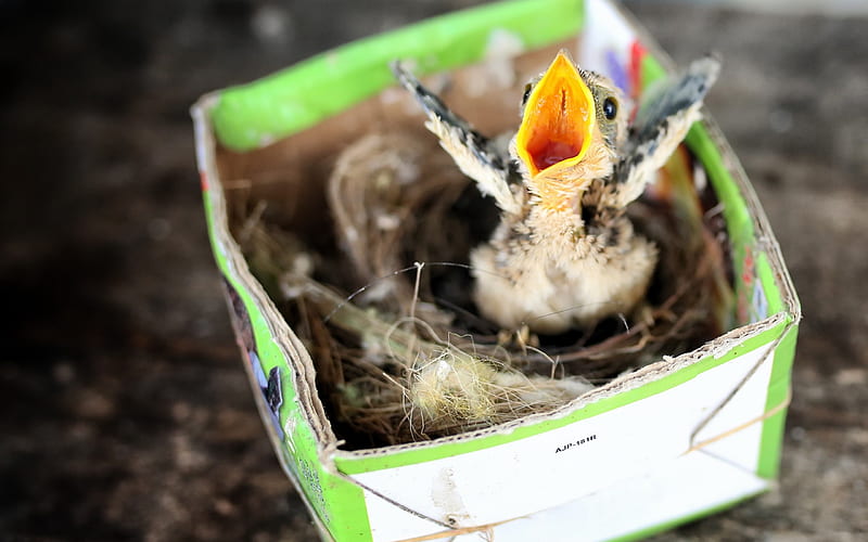 chick, paper box, small bird, nest, HD wallpaper