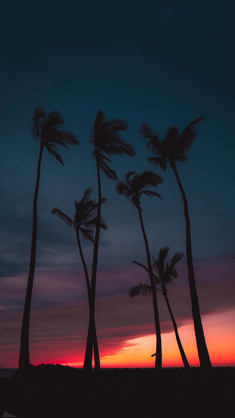 Tree sky sunset, colour full, landscapes, palm, potrait, trees, HD phone wallpaper