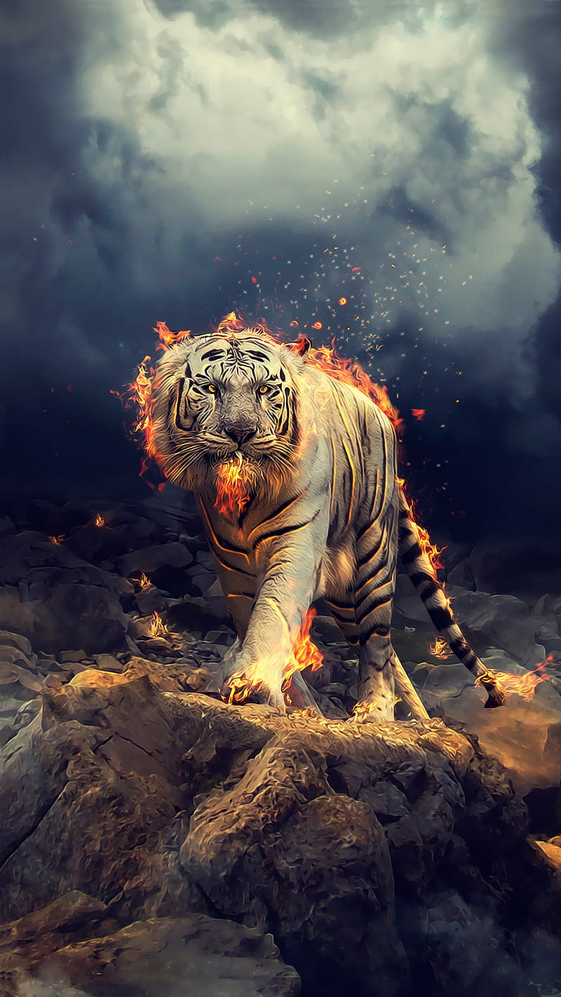 fire tiger, feu, tiger, HD phone wallpaper
