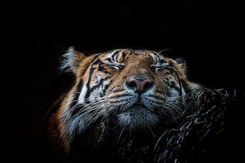 Tiger , tiger, animals, graphy, wild, HD wallpaper