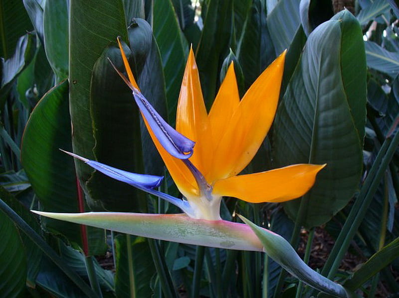 Flor de ave del paraíso, flor, amarillo, pájaro, planta, Fondo de pantalla  HD | Peakpx