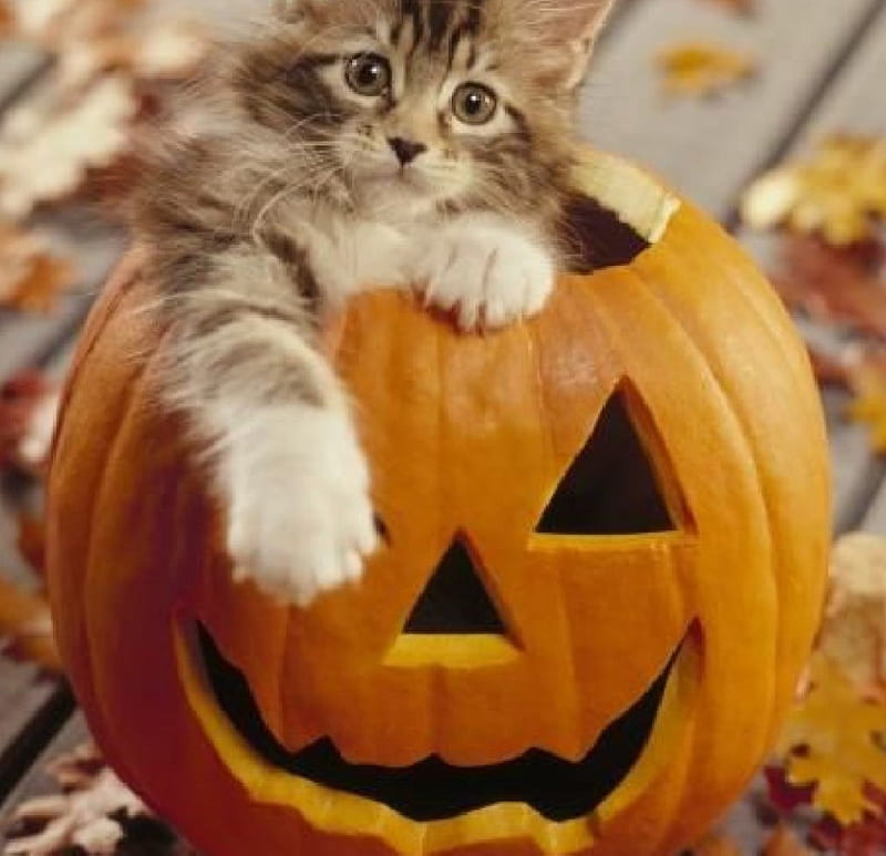 Halloween kitty for my dear friend carmenmbonilla , halloween, kitty, cats, animals, pumpkins, HD wallpaper