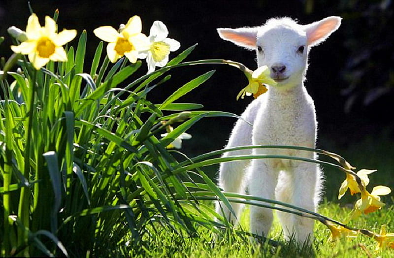 Lamb chop, grass, daffodils, flowers, lamb, spring, white, HD wallpaper