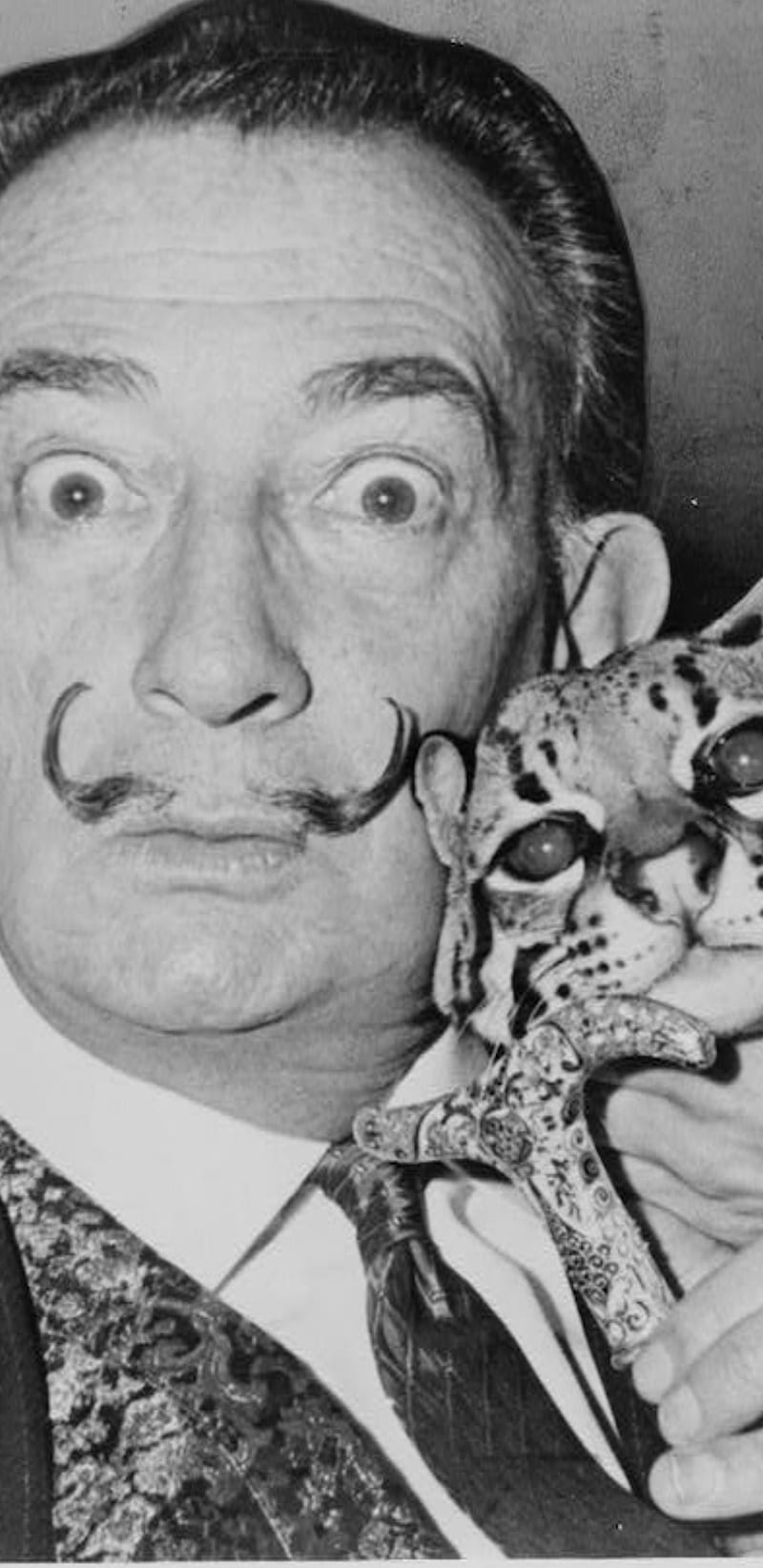 Salvador Dalí, Dalí Gatito, Fondo de pantalla de teléfono HD | Peakpx