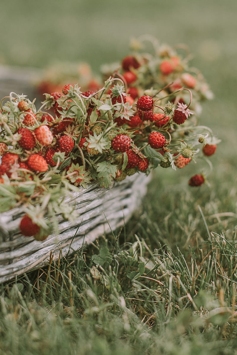 strawberries, berries, basket, ripe, grass, HD phone wallpaper