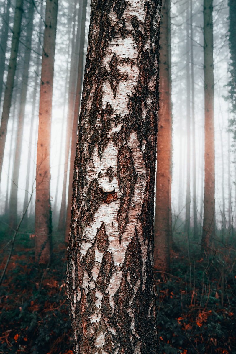 birch, tree, forest, fog, HD phone wallpaper