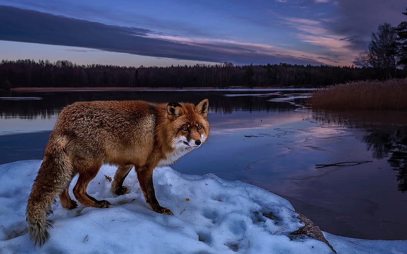 fox winter, wildlife, predators, lake, Vulpes Vulpes, HD wallpaper