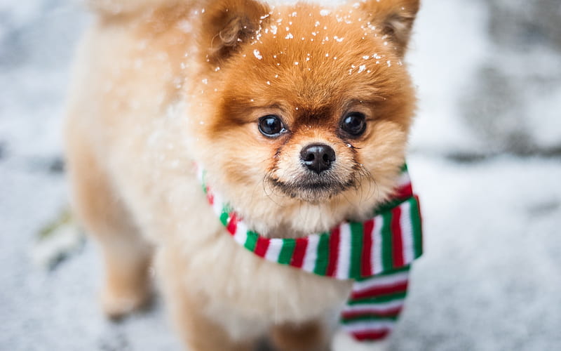 Pomeranian Spitz, little cute dog, winter, snow, pets, HD wallpaper