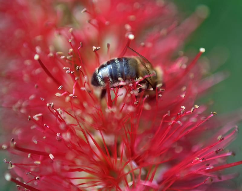 bee, flower, pollen, red, macro, HD wallpaper