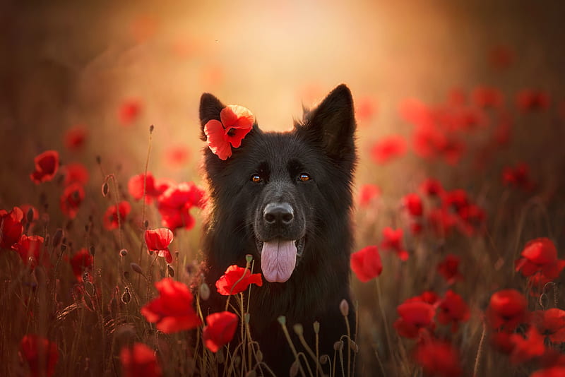 Animal, Belgian Shepherd, Dog, Pet, Flower, Red Flower, Poppy, HD wallpaper