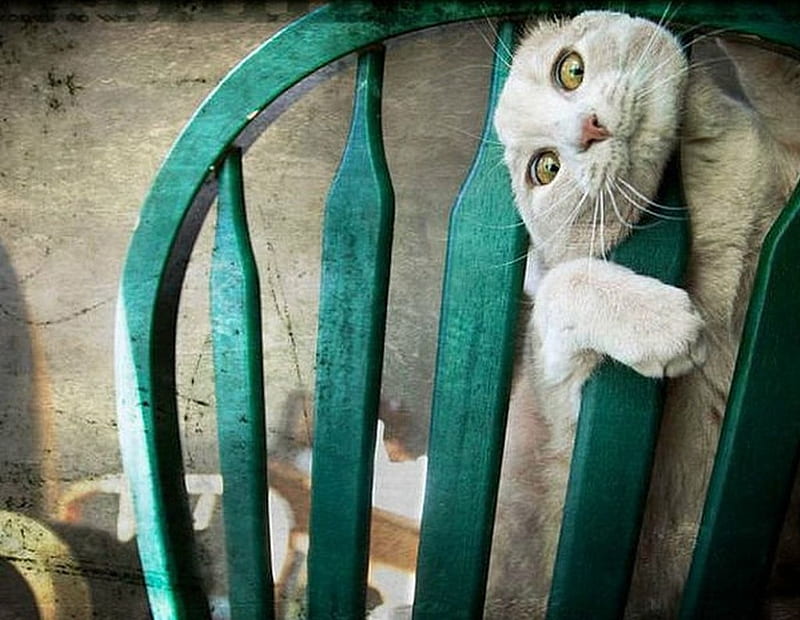 CATS ARE SO DRAMATIC #13, chair, funny, cat, stuck, HD wallpaper