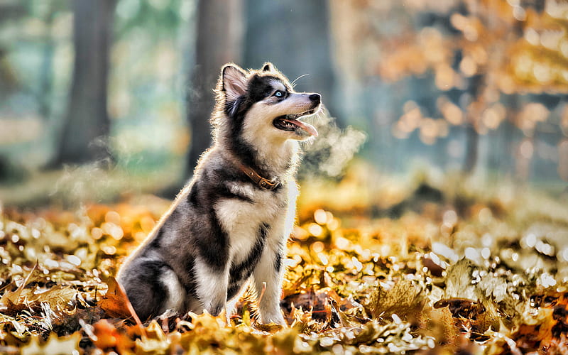 Small husky, autumn, puppy, pets, cute animals, Siberian Husky, Husky, R,  dogs, HD wallpaper | Peakpx