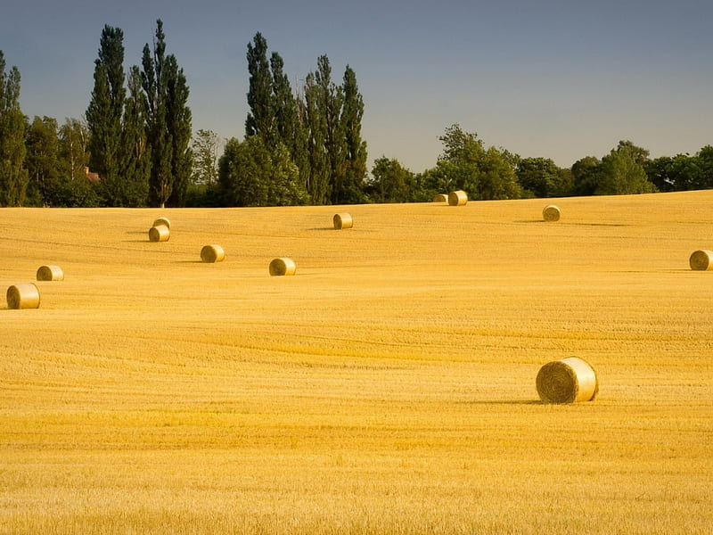 hay rolls field, tree, fields, rolls, hay, HD wallpaper