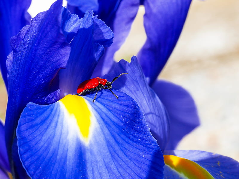 red and black bug on blue flower, HD wallpaper