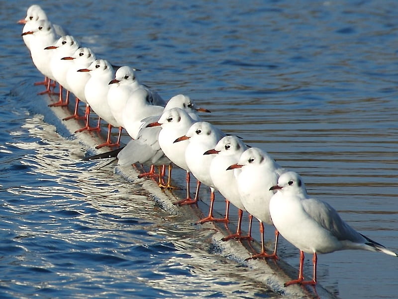 Seagulls in line .........except one!, cute, funny, seagulls, line, HD wallpaper