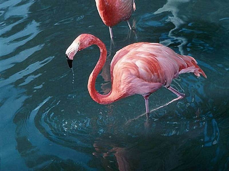 Pink Flamingo, flamingo, water, pink, lake, HD wallpaper | Peakpx